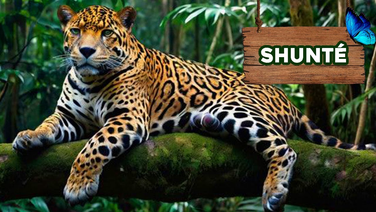 SHUNT&Eacute; - TOCACHE - SAN MART&Iacute;N