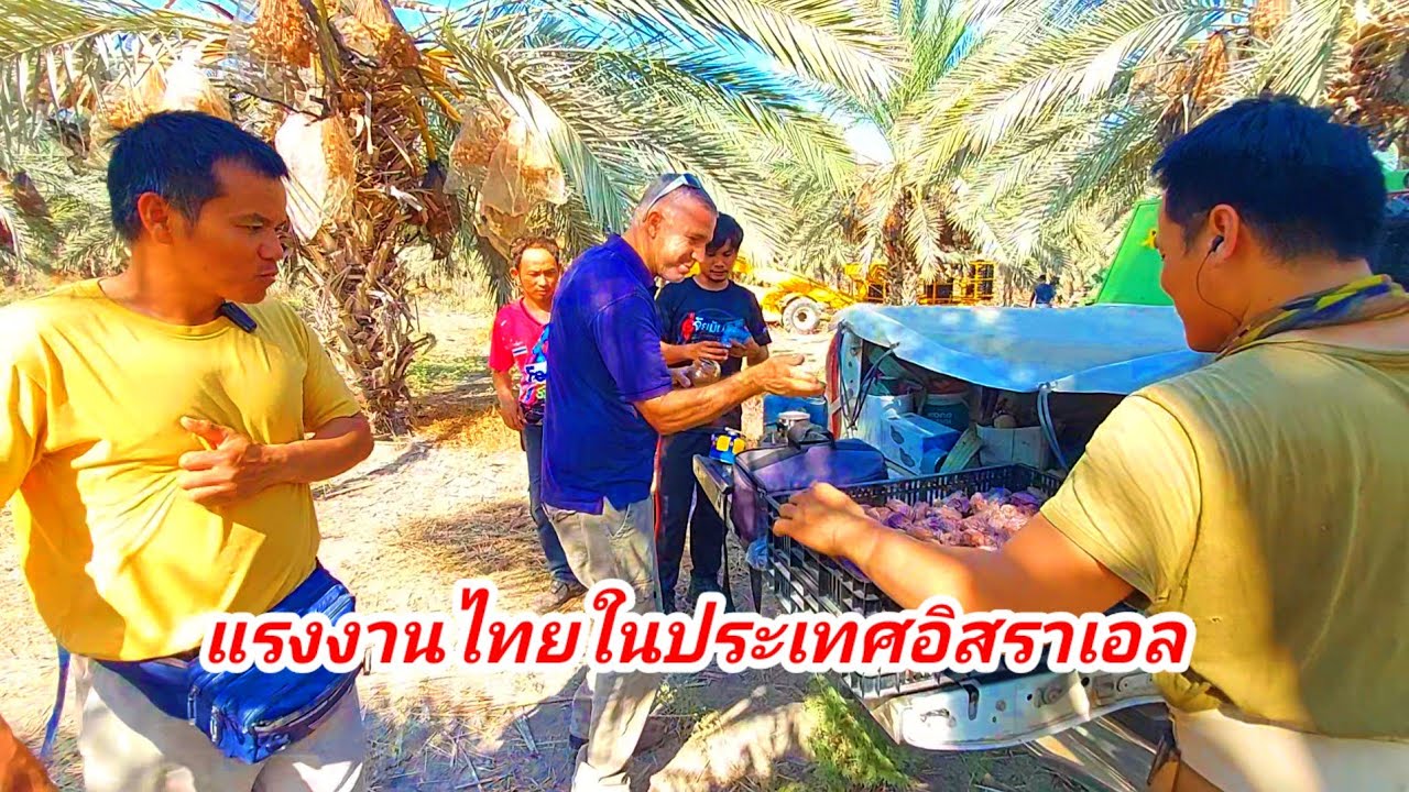 ผลไม้ทองคำแพงที่สุดในประเทศอิสราเอล