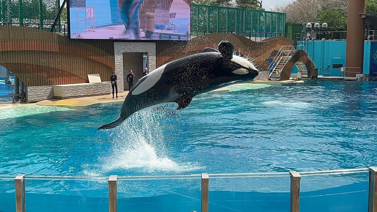 A Glimpse Into Orca Encounter (Full Show in 4K) | SeaWorld Orlando | March 9, 2024