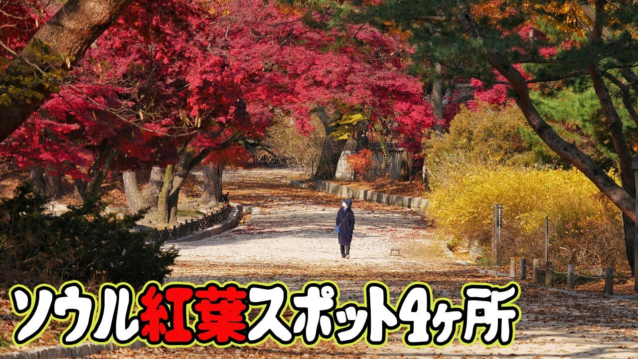 【韓国旅行】ソウル紅葉狩り+ロケ地巡り+癒しはこの動画で十分~!ソウル紅葉スポット4ヶ所を案内します~