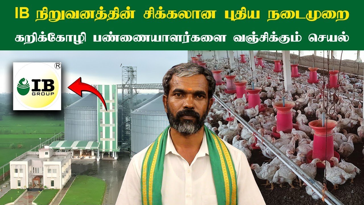 IB பிராய்லர் நிறுவனத்தின் சிக்கலான புதிய நடைமுறை | கறிக்கோழி பண்ணையாளர்களை வஞ்சிக்கும் செயல்
