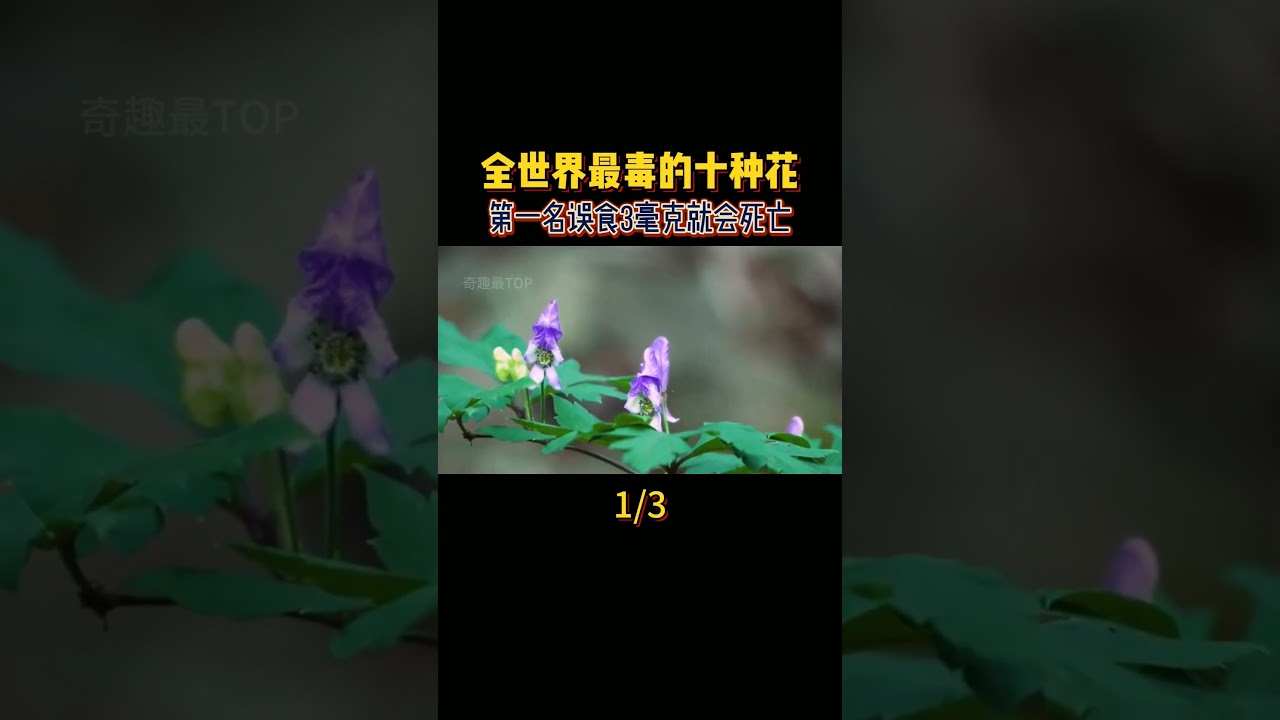 一定要認識的十種有毒花卉，第一名僅需3毫克就能致人死亡，毒花就在身邊，美麗的花朵可能隱藏著驚人的毒性 #科普 #植物 #世界之最 #奇趣最top #最毒的花