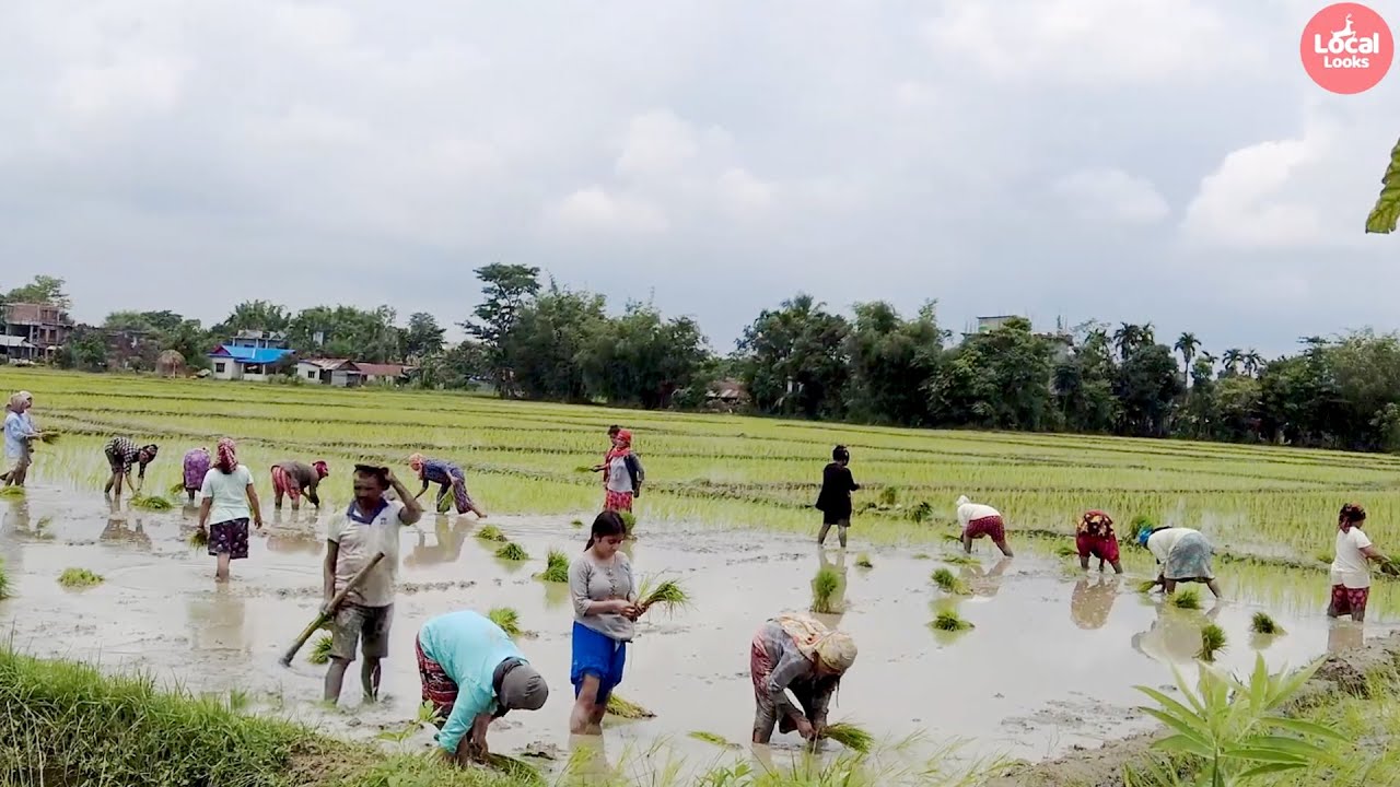 Village People Day Work in the Monsoon Farming Season