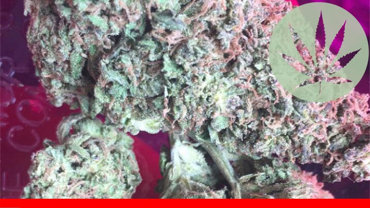 Space Bomb - All About This Strain