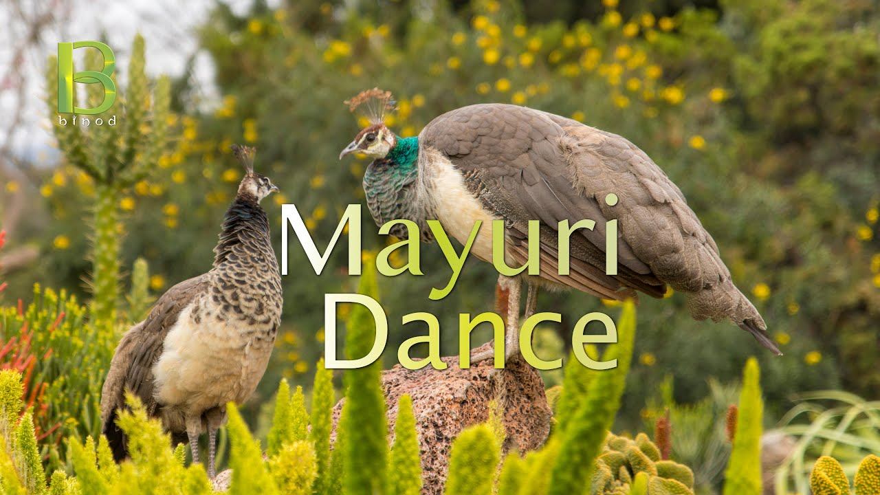 Mayuri Dance | Audio-Visual | Instrumental