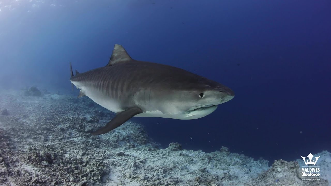 Diving in the Maldives - Central Atolls Route - Liveaboard week 20230225