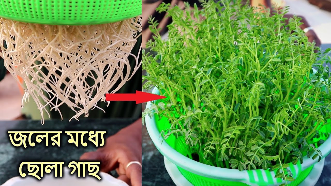 মাটি ছাড়া জলের মধ্যে ছোলা গাছ তৈরি করুন || Chickpea /plants growing without soil at Home Easily
