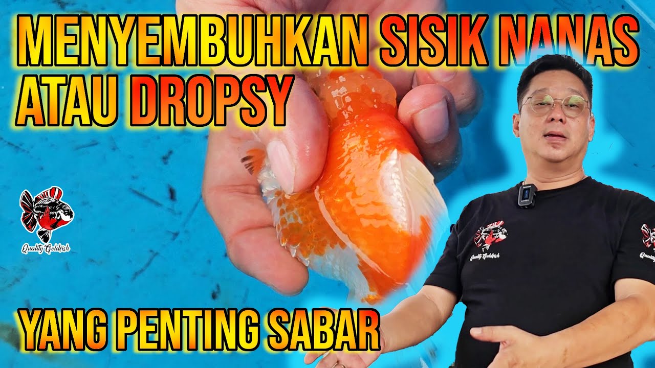 INI CARANYA MENYEMBUHKAN IKAN DROPSY ATAU SISIK NANAS ‼️