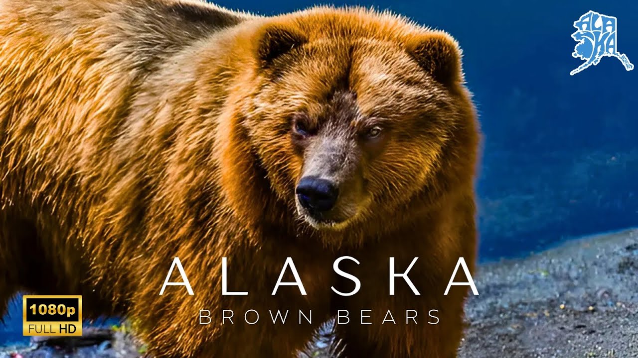 BIGGEST Bear Sanctuary in Alaska Fortress of the Bear Sitka Adventure