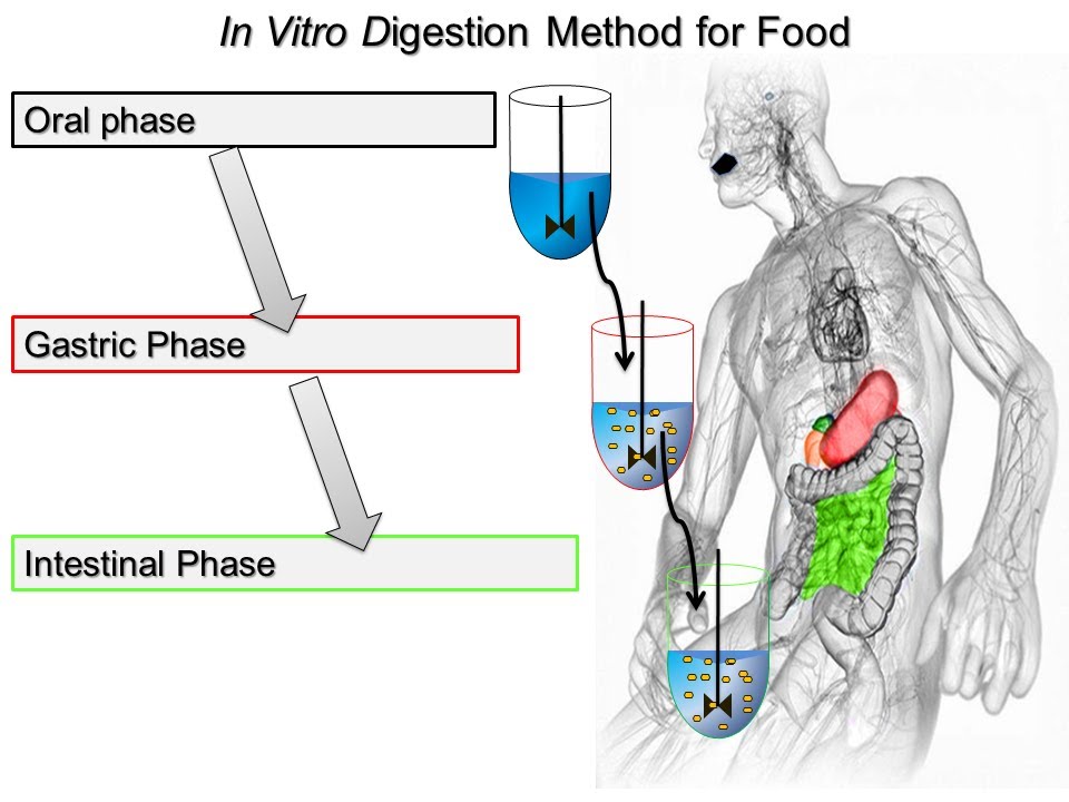 Chymotrypsin Assay for In Vitro Food Digestion (2014 Minekus et al. Food & Function)