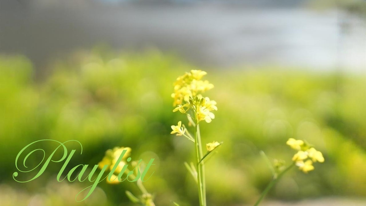 playlist 🎶다시 시작하는 시간~겨울의 끝을 지켜보며~ 🎧노랑팝플리