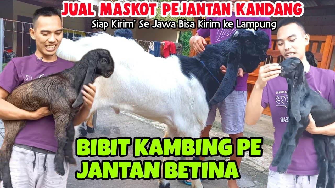 JUAL PEJANTAN CALON PACEK DAN CEMPE JANTAN BETINA KAMBING PE SUPER HARGA MULAI 1 JUTA