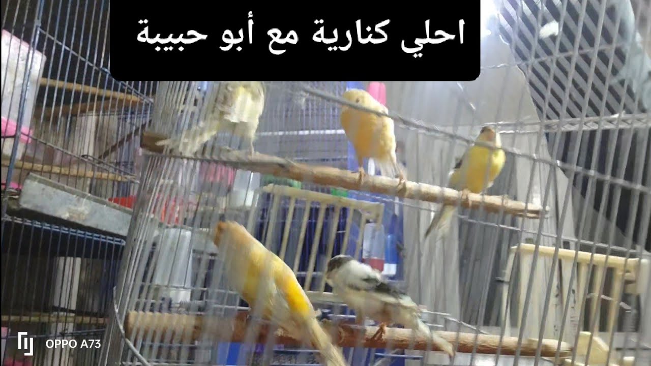 الداعم وشهادة حق مع أبو حبيبة