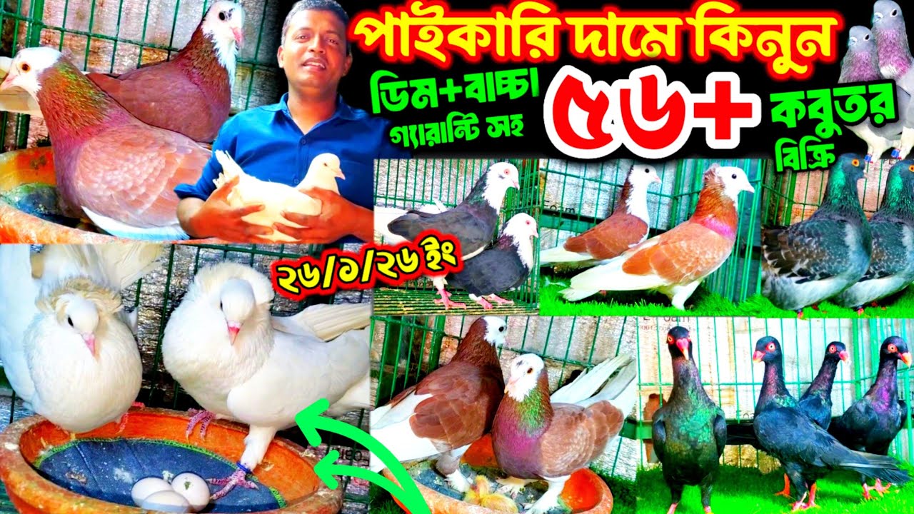 পাইকারি দামে রাজগোল্লা বুম্বাই বোদাপেস্ট ও বিউটি কবুতর কিনুন | আজ ডিম বাচ্চা সহ ৫৬ জোড়া কবুতর বিক্রি