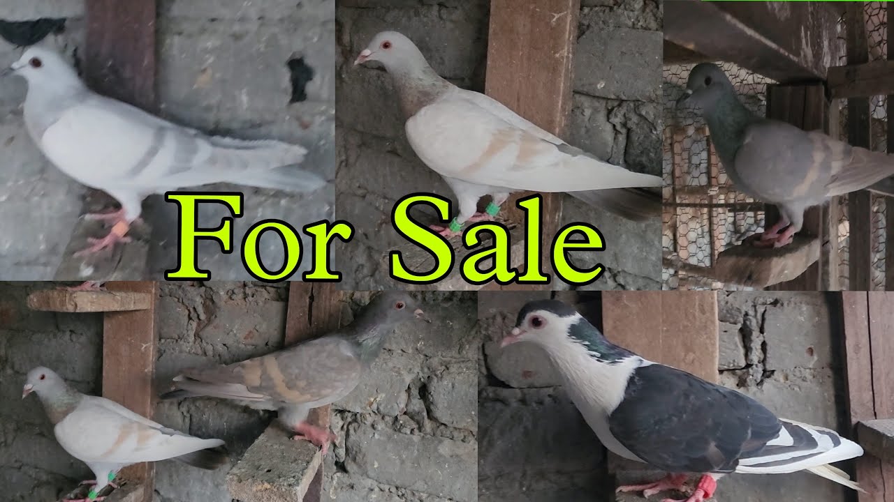 Lalban or Hyderabadi kabootar ke patte for sale Amroha. 7351384646 Sumit bhai