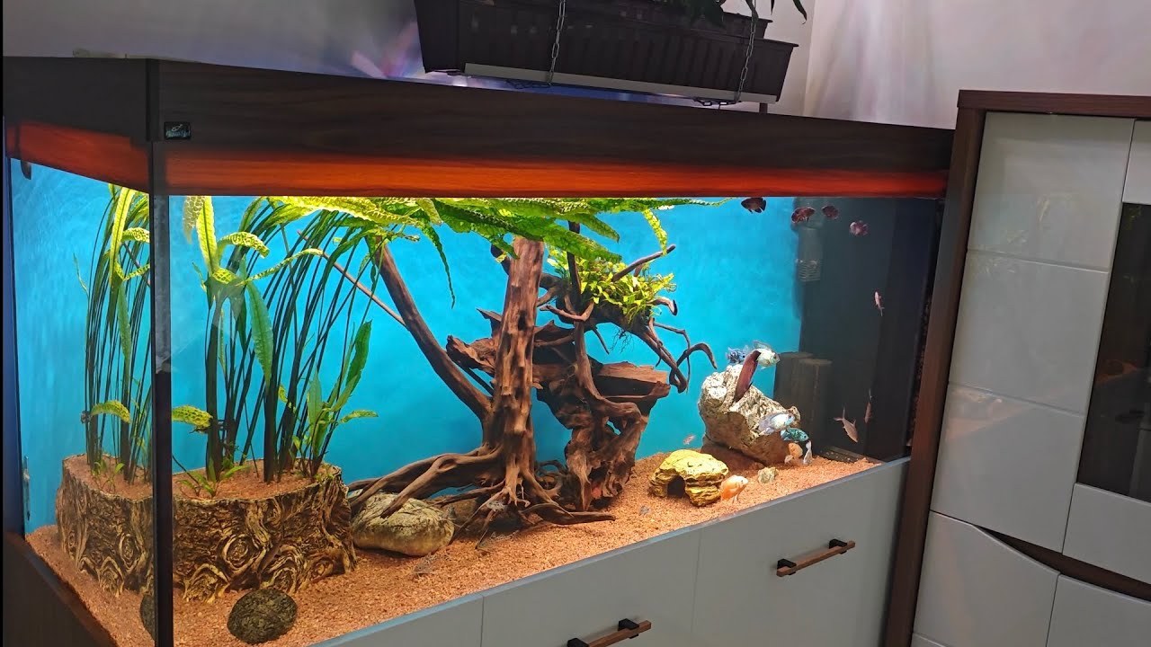 Wizyta u Krzysztofa — Fenomenalne Akwaria, system filtracji i Pielęgnica Pawiooka w Prezencie!