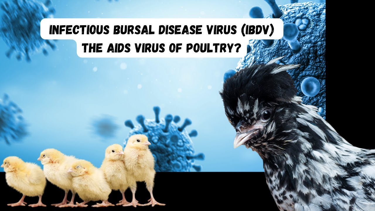 Infectious Bursal Disease Virus (IBDV): The AIDS of Birds?