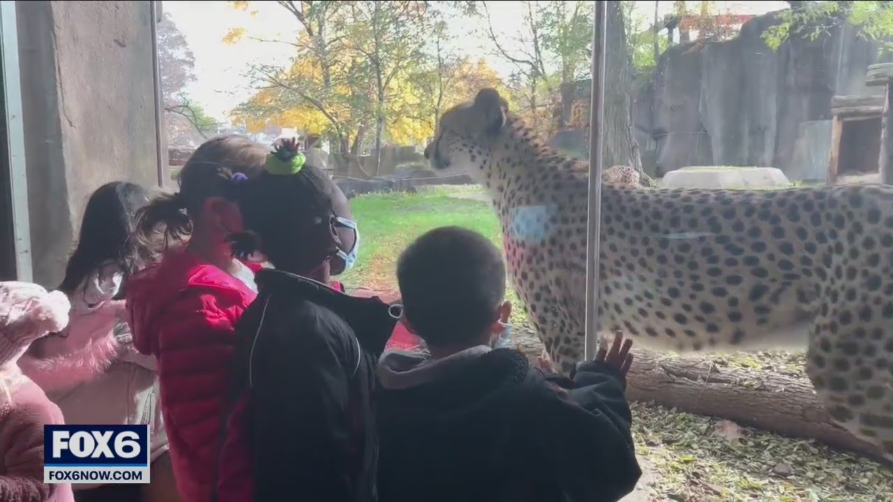 New cheetahs at the Milwaukee County Zoo | FOX6 News Milwaukee