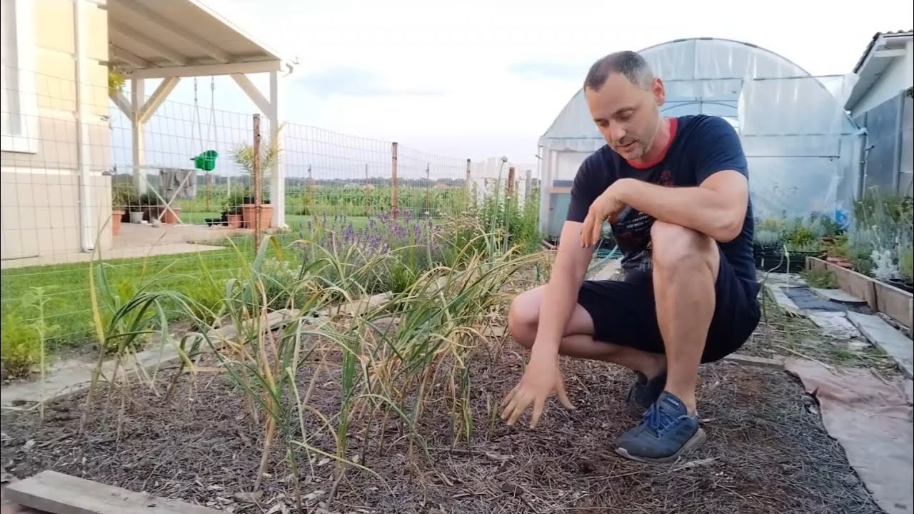 Fara buruieni in gradina - No Dig -