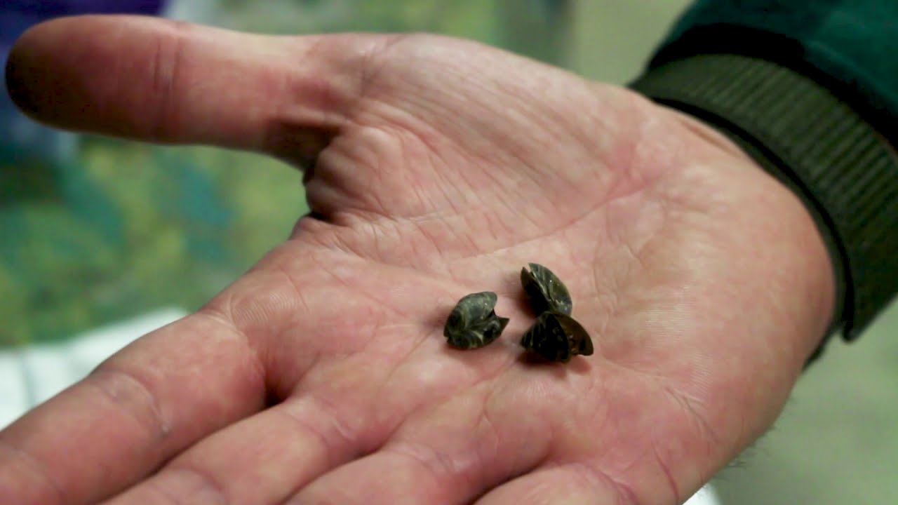 Zebra Mussels: What We're Doing To Control Them