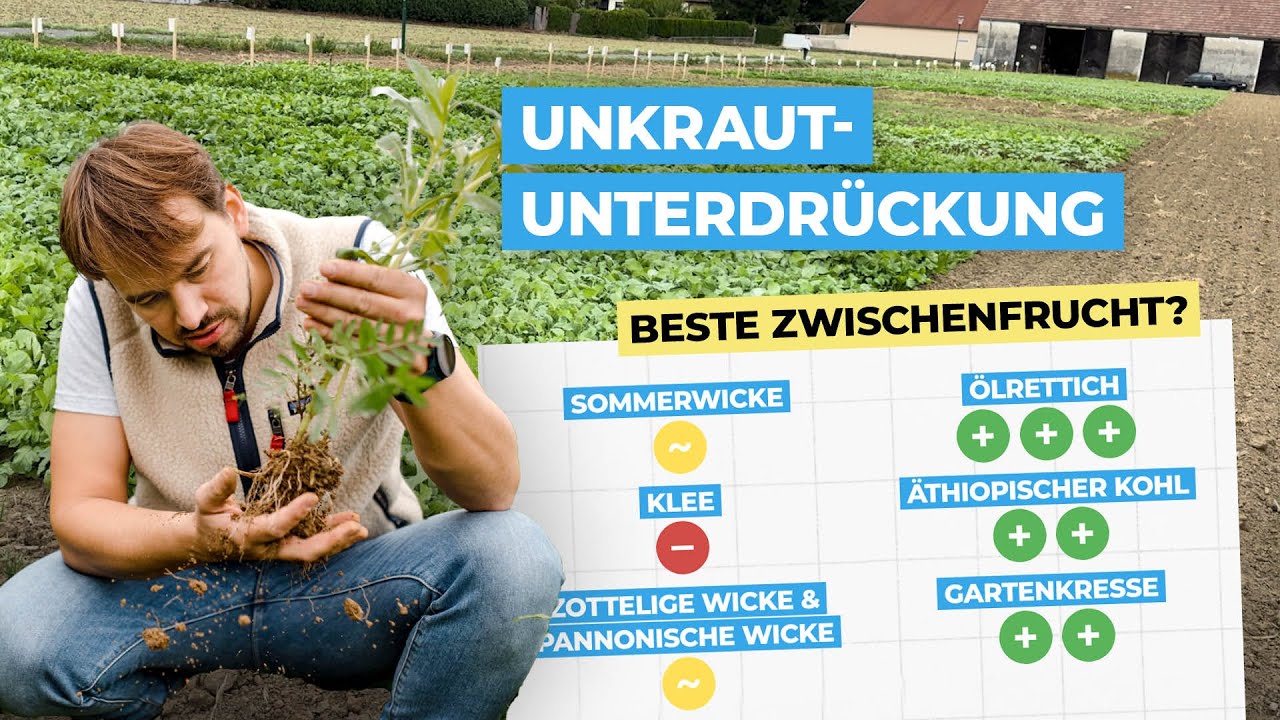 Die Zwischenfrucht mit der besten Unkrautunterdrückung