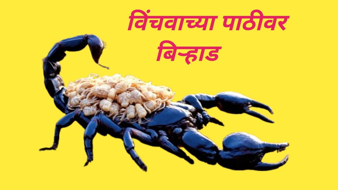 शेतात विंचवाचे बिऱ्हाड सापडलं पाठीवर डझनभर पिल्ले पुढे काय झालं | Scorpion & Her Kids Found In Farm 