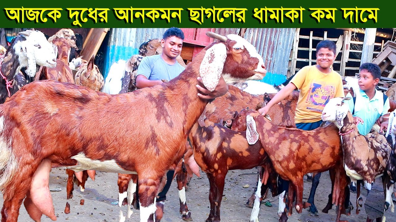 দুধের ছাগলের ধামাকা কম দামে আনমকন ছাগল পাবেন goat farm