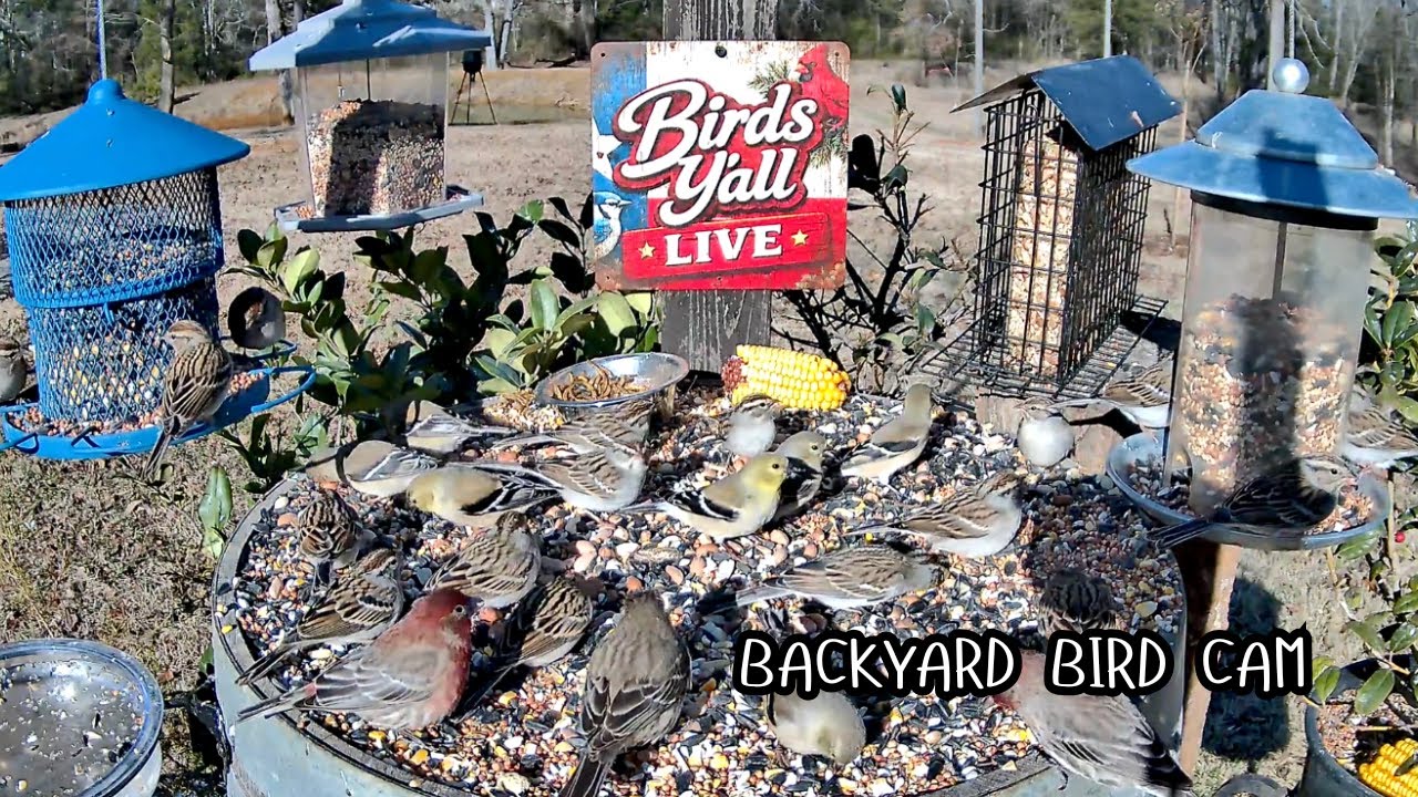 Backyard Bird Feeder Cam | Morning Birds & Relaxing Nature Sounds | Birds Y'all Live
