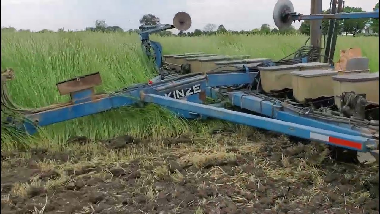 Organic soybeans into rye. 4 way trial! 30in vs 7.5, no-till vs full tillage