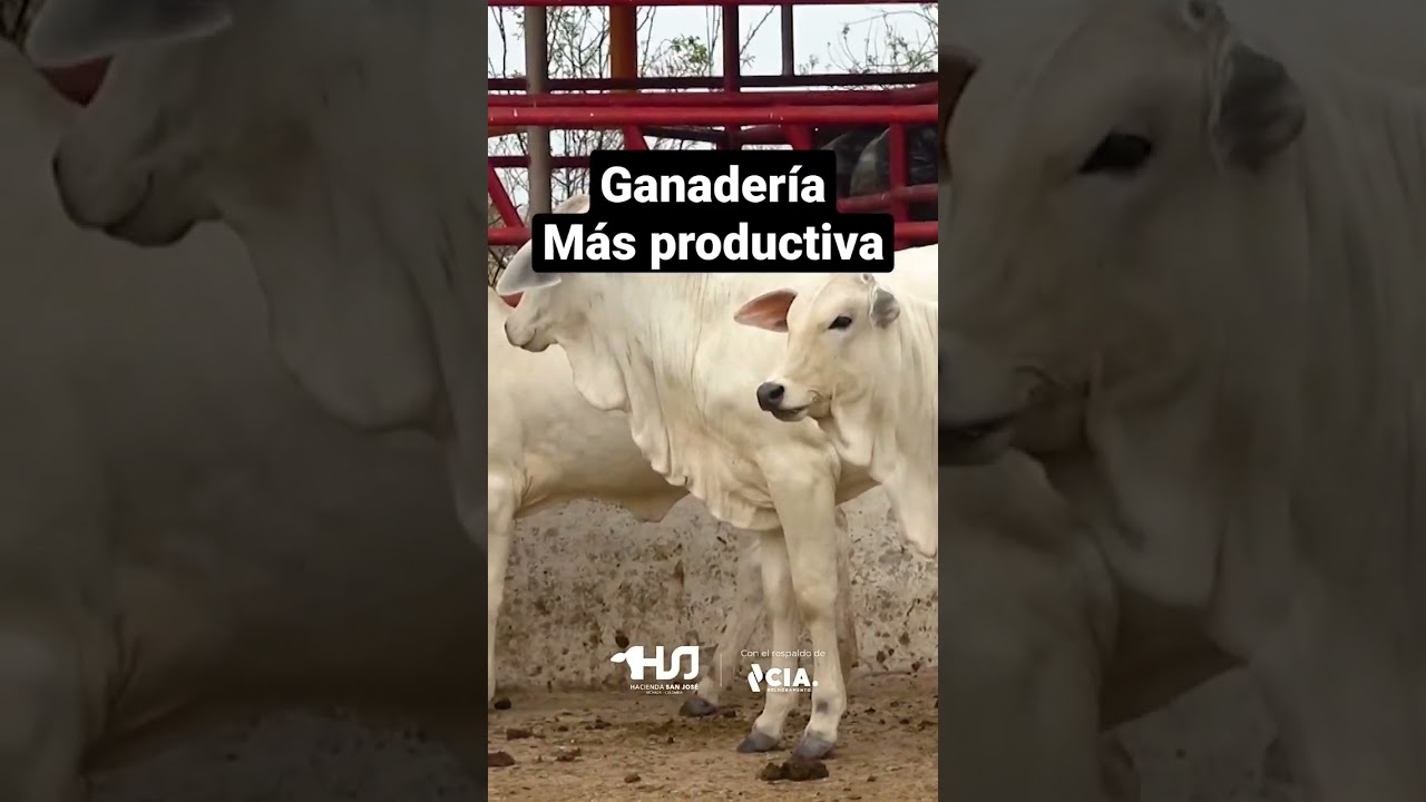 Testimonio de implementación de NELORE CICLO CORTO
