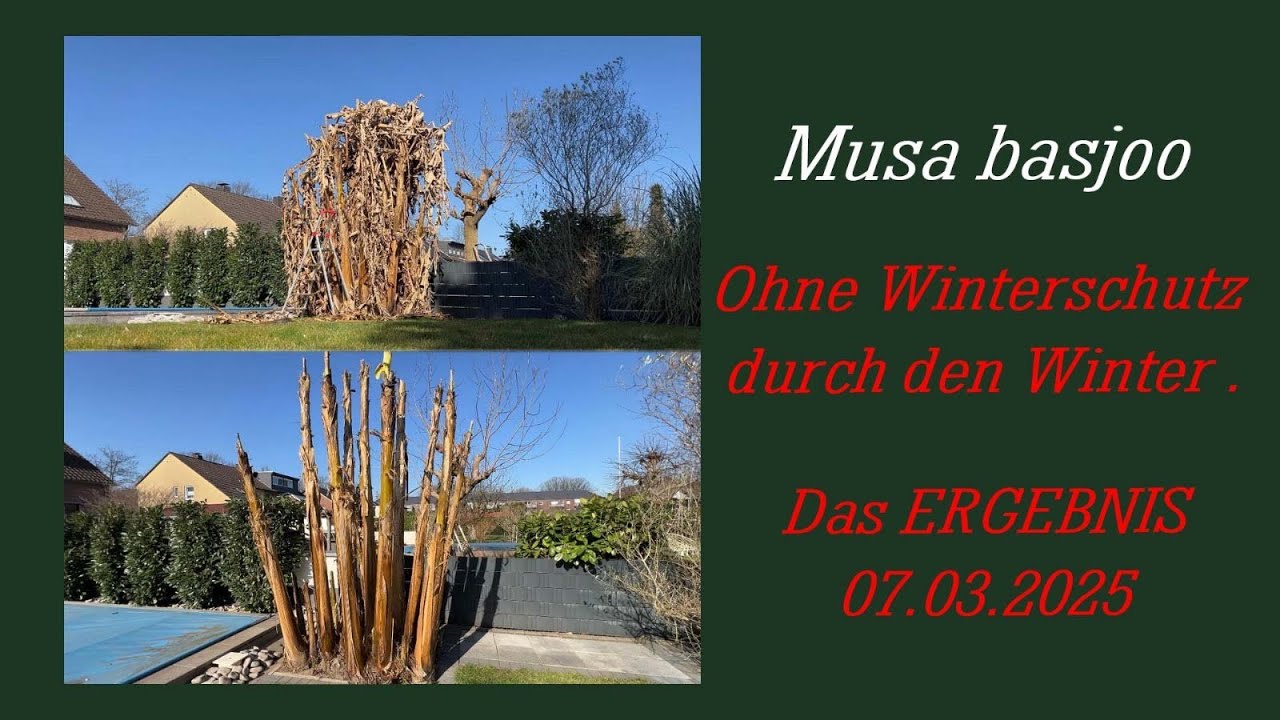 Musa Basjoo ungeschützt über den Winter -das Ergebnis-