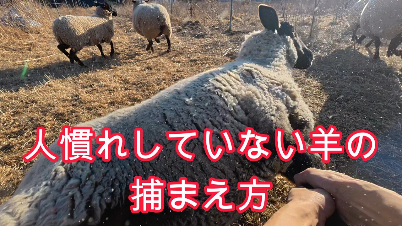 ヒツジの捕まえ方、転んだら起き上がれないって本当？【羊牧場ＤＩＹ】