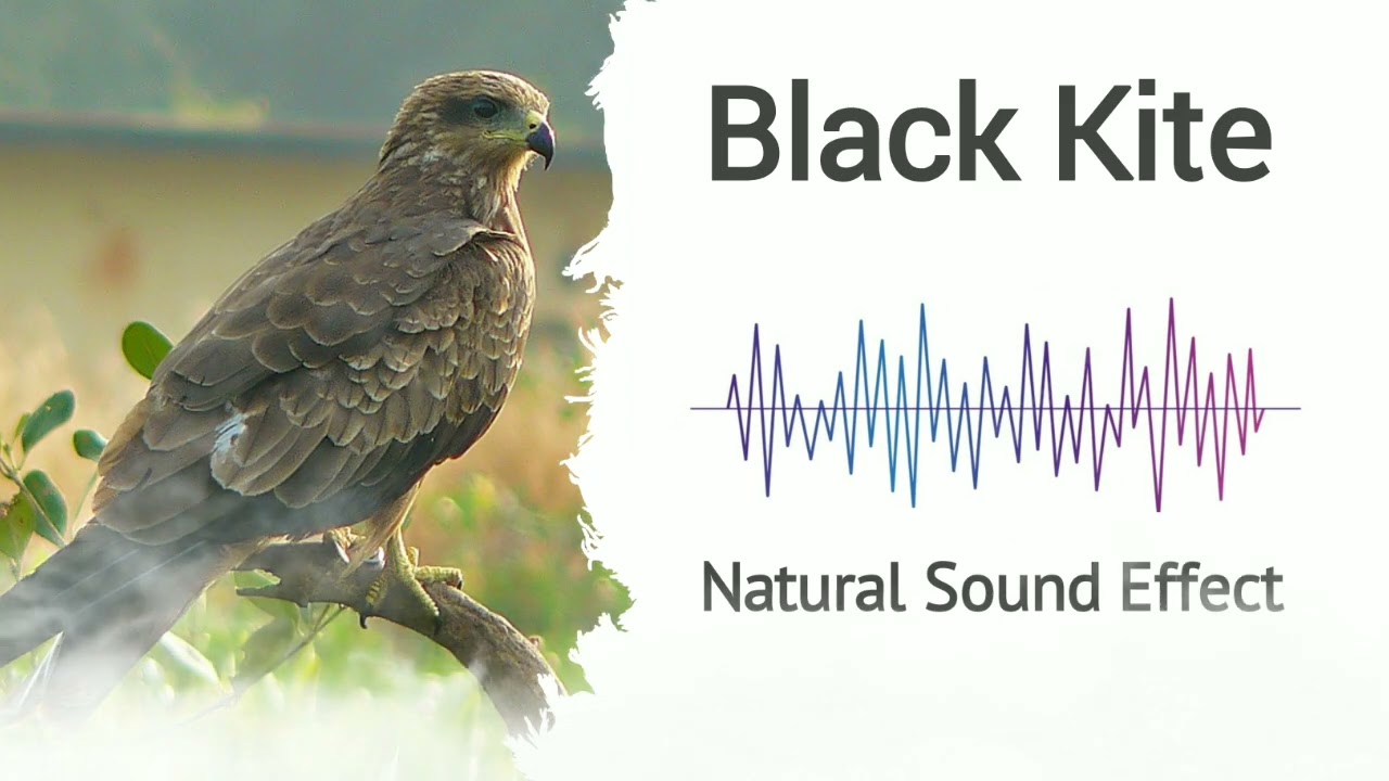 Black Kite | Natural Sound Effects