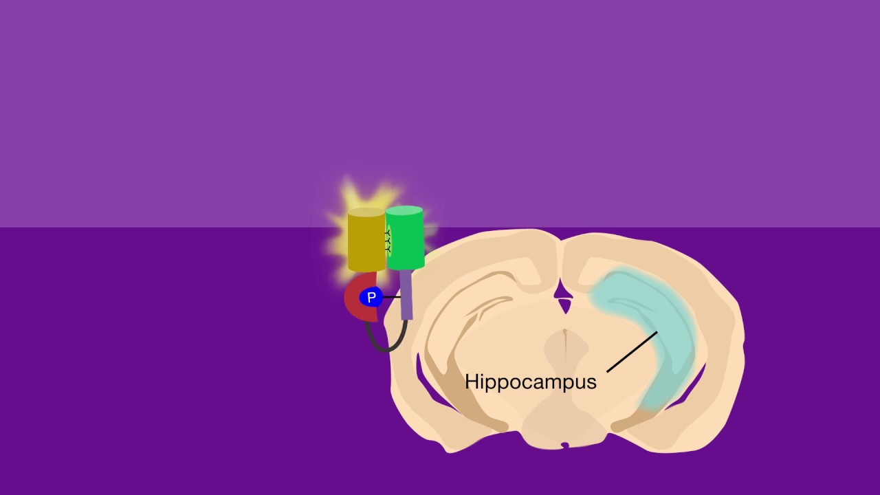 Signal spreading from a single synapse