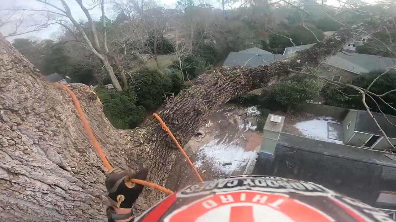 110 ft poplar
