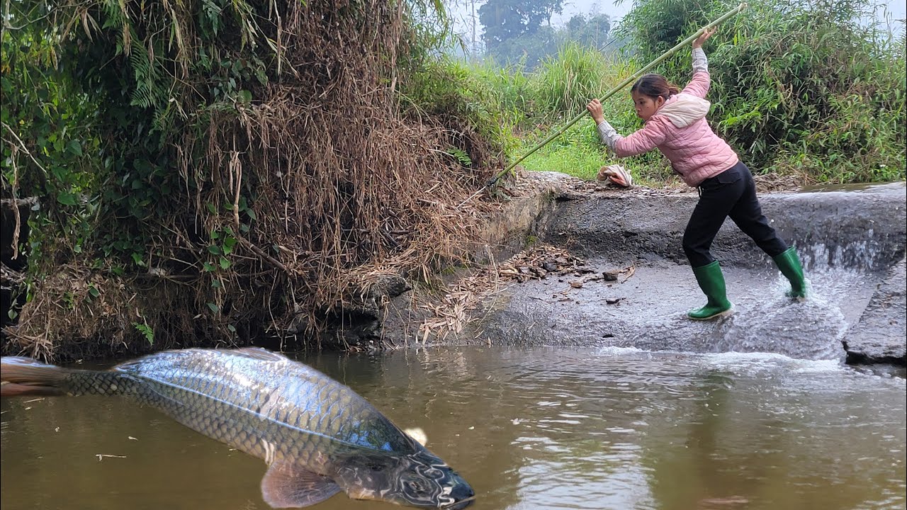discovered a wild puddle with many unbelievably giant fish. Caught many giant fish