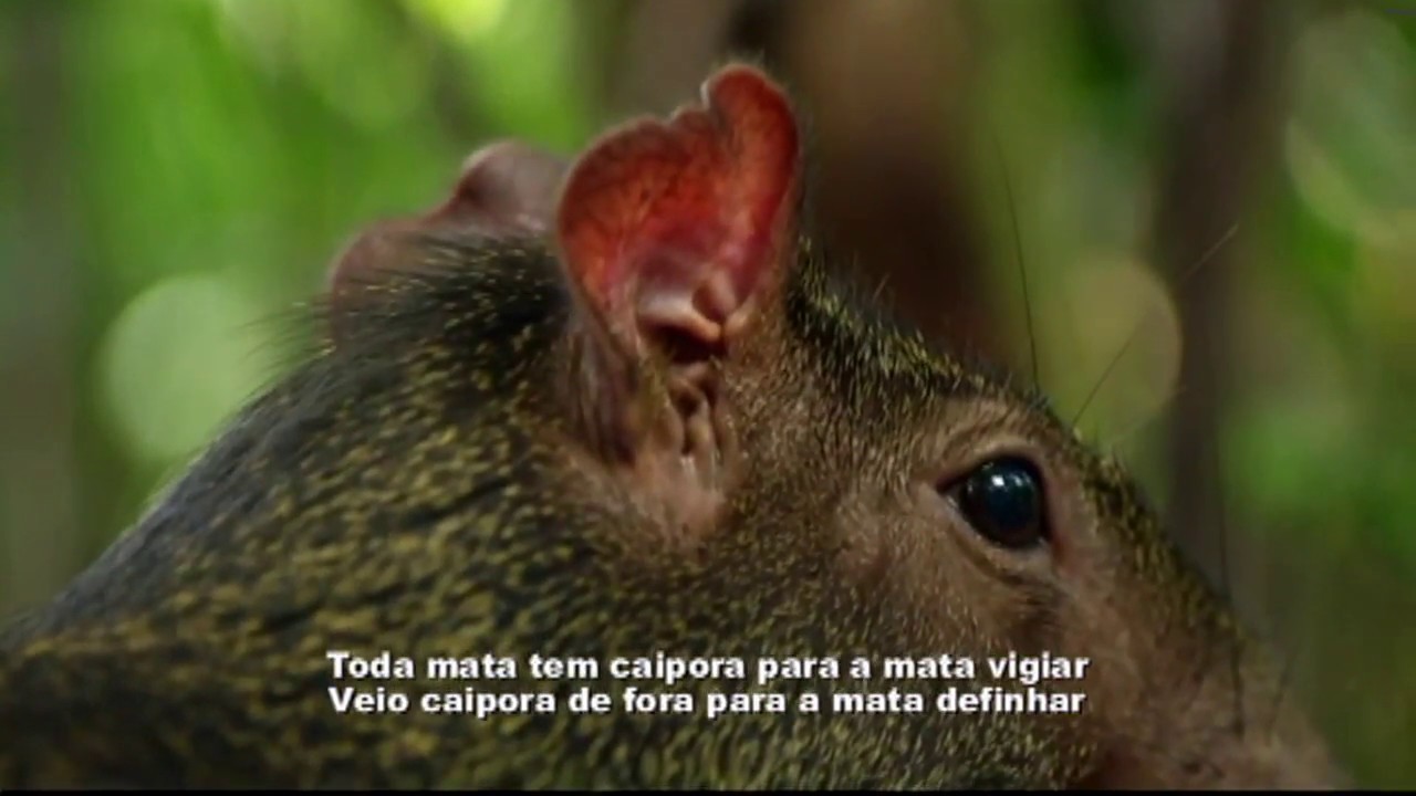 SAGA DA AMAZÔNIA - VITAL FARIAS