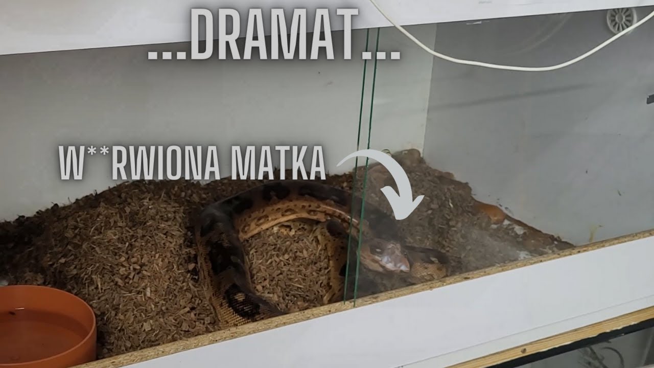 Poród BOA .... Największa porażka🥹...