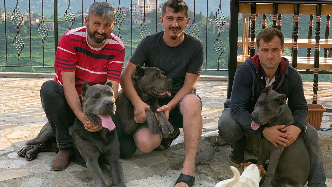 CANE CORSO NARKOZ BOÇİ VE ROSSELLA BULUŞTU