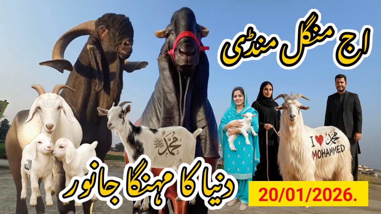 20 January 2026 Vlog ) 20/01/2026 Rate 🙏 Sabir Goat Farm 🙄 live Mandi 👆🔥 videos 
