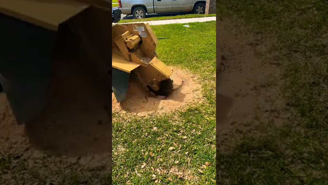 Rayco Rg37 Stump Grinding #stumpgrinding #satisfying #subscribe