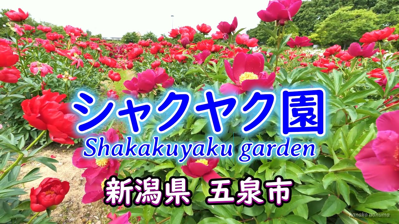 ハイブリッドしゃくやくが日本一【シャクヤク園】（芍薬）新潟県五泉市　2024年05月19日