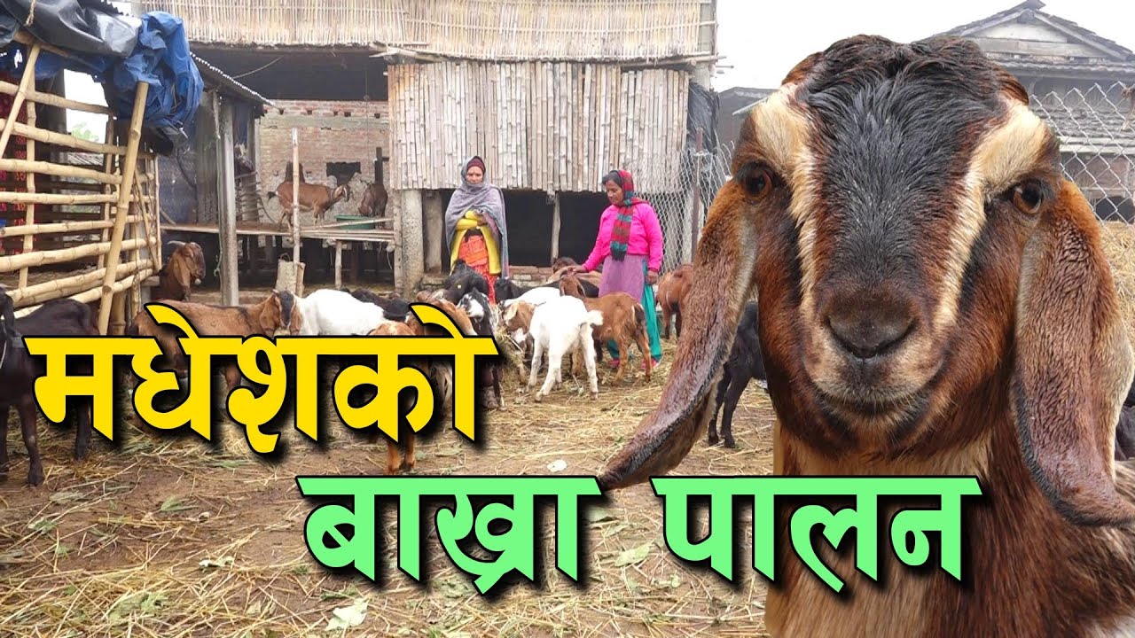 जागीर छैन, छैन चिन्ता बाख्रा पालन गज्बकोे छ || Bhakra Farming in Nepal ||