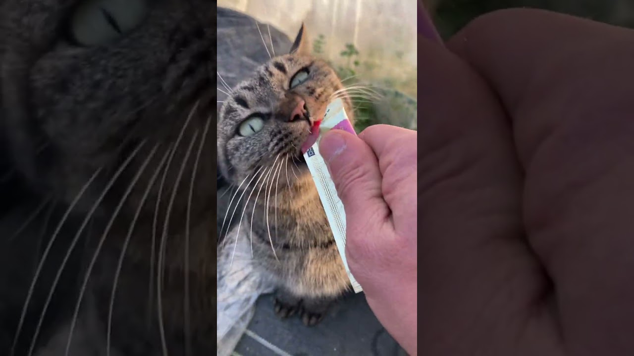 0123 full動画 居つき猫ハチ（避妊済みメス） 