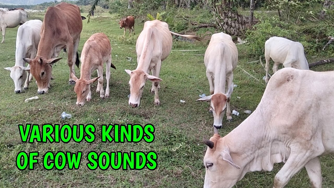 various kinds of cow sounds#cow 