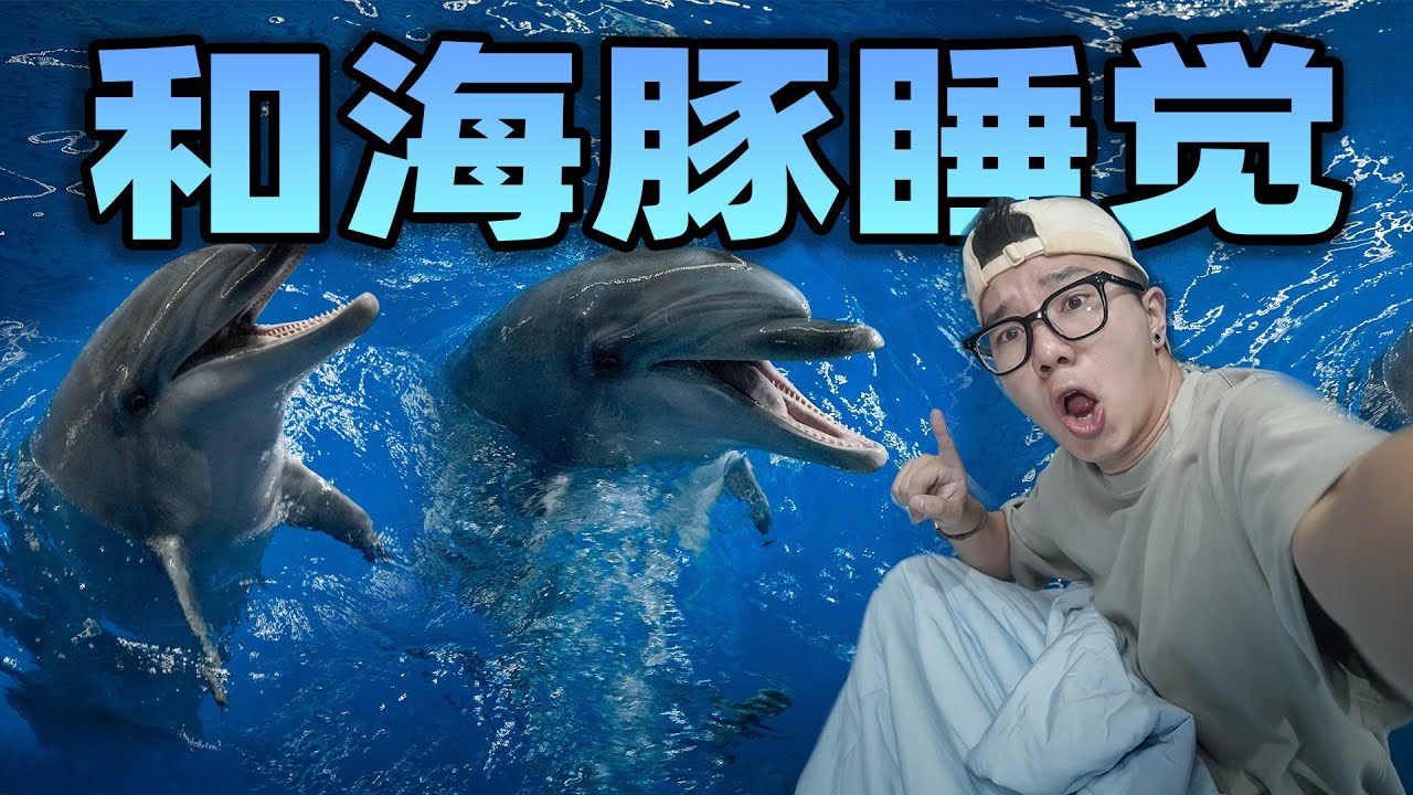 挑战跟海豚一起睡觉？晚上睡觉它们顶着我到处跑！