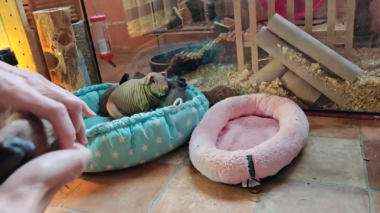 Malí Baldwini mají měsíc
