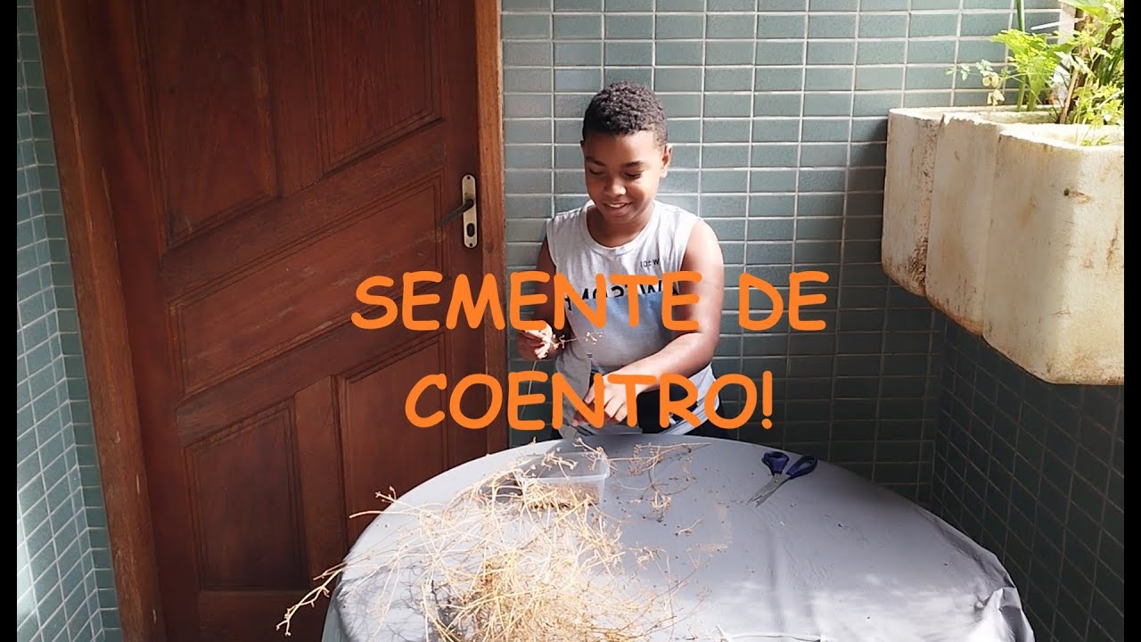 COLHEITA DE SEMENTES DE COENTRO!