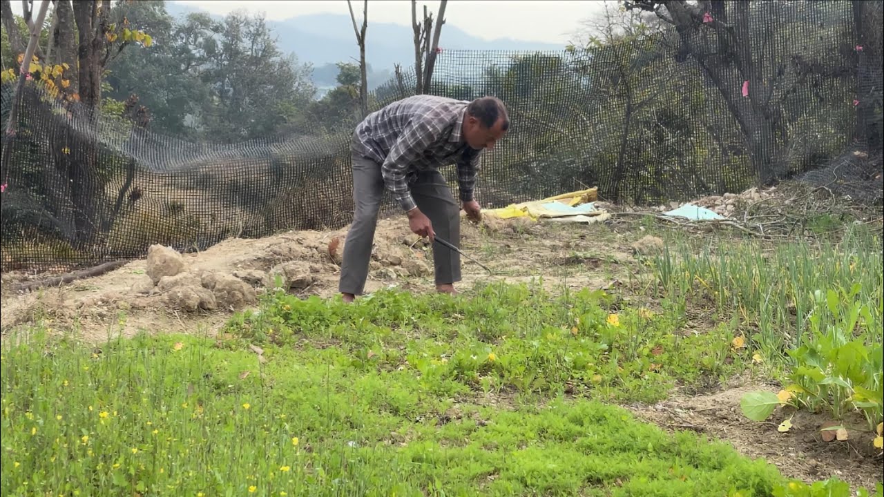 Real Village Life of Kangra |Himachal Pradesh | Pahadi Kheti & Organic Vegetables #farming #vlog 