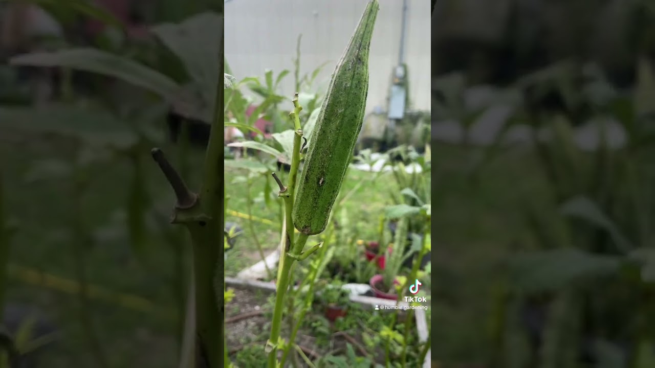 Did you know this about okra? Can we overwinter okra??